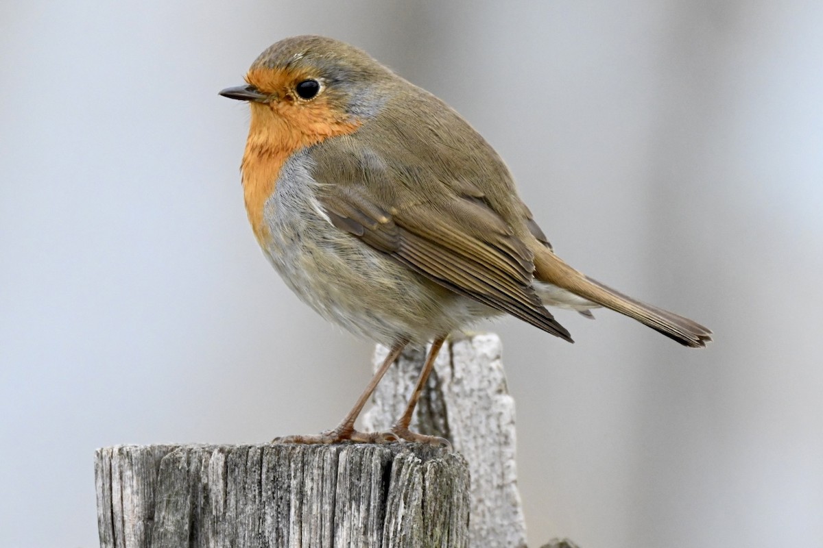 červenka obecná - ML646248872