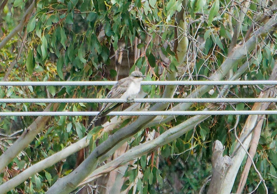 Pallid Cuckoo - ML646248874