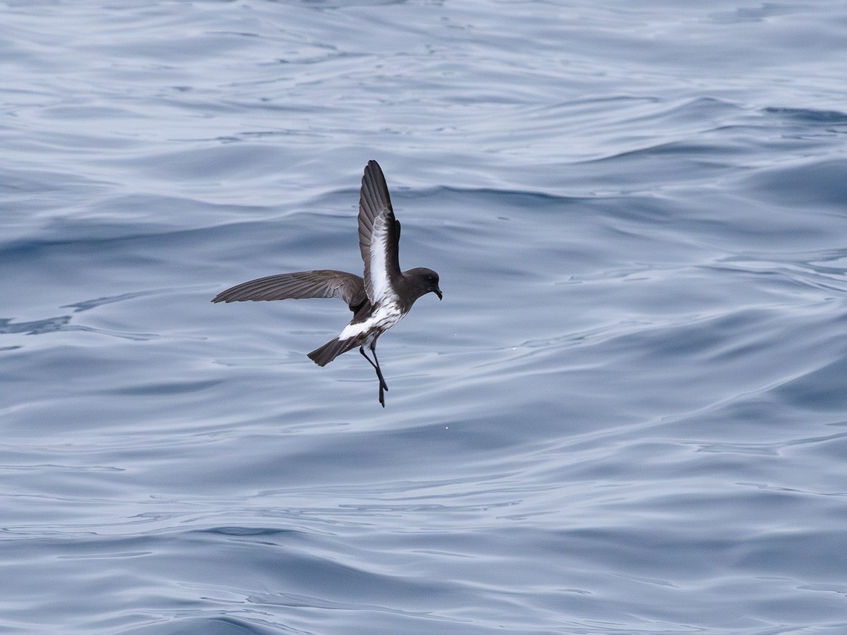 New Zealand Storm-Petrel - ML646248875