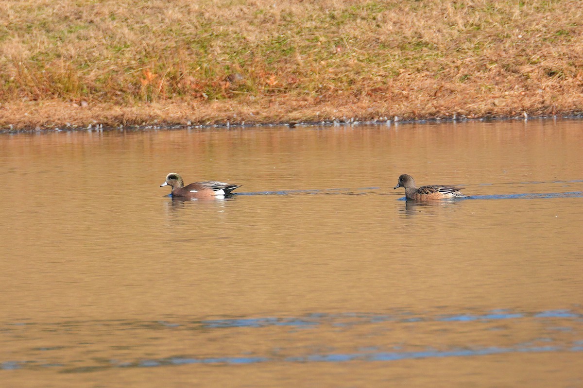 American Wigeon - ML646248880