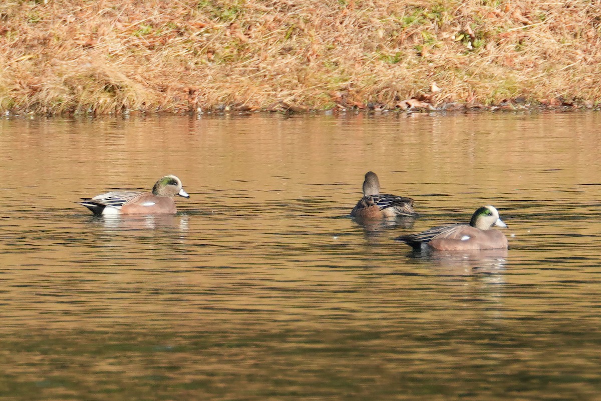 American Wigeon - ML646248881