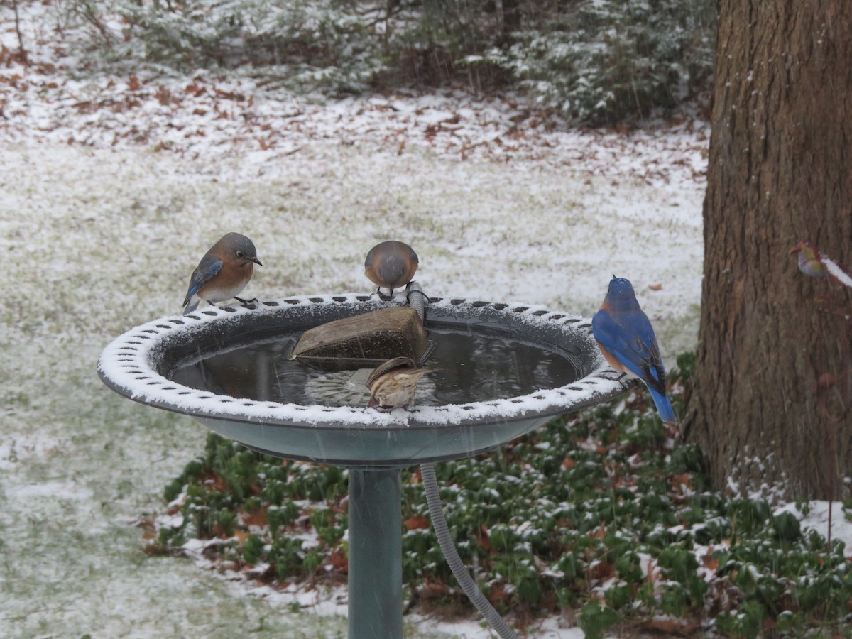 Eastern Bluebird - ML646248884