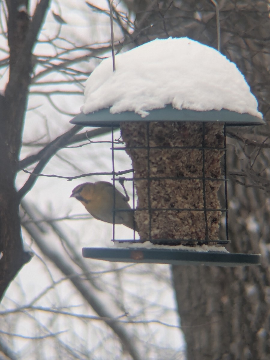 Bullock's Oriole - ML646248885