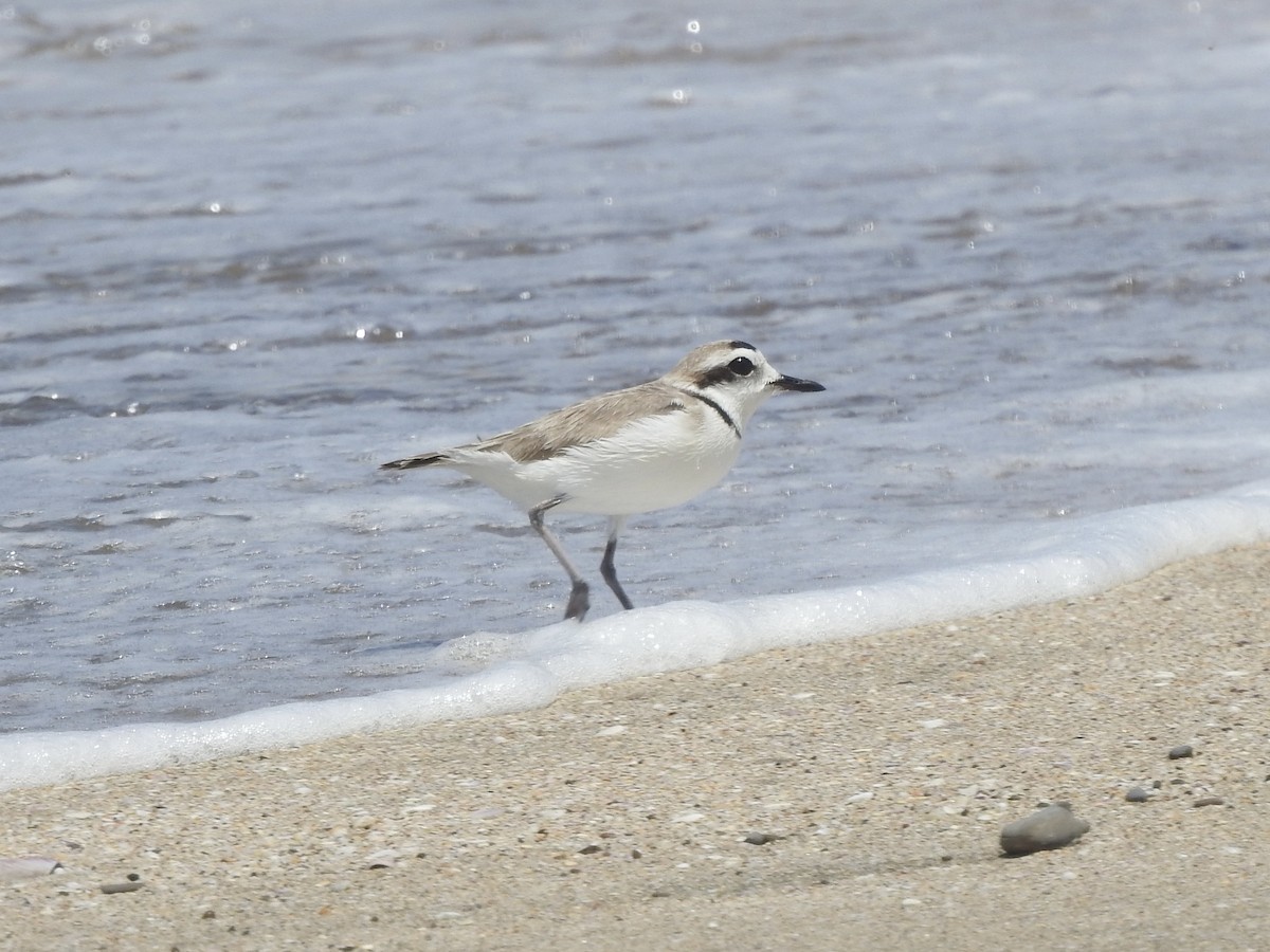 Snowy Plover - ML646248886