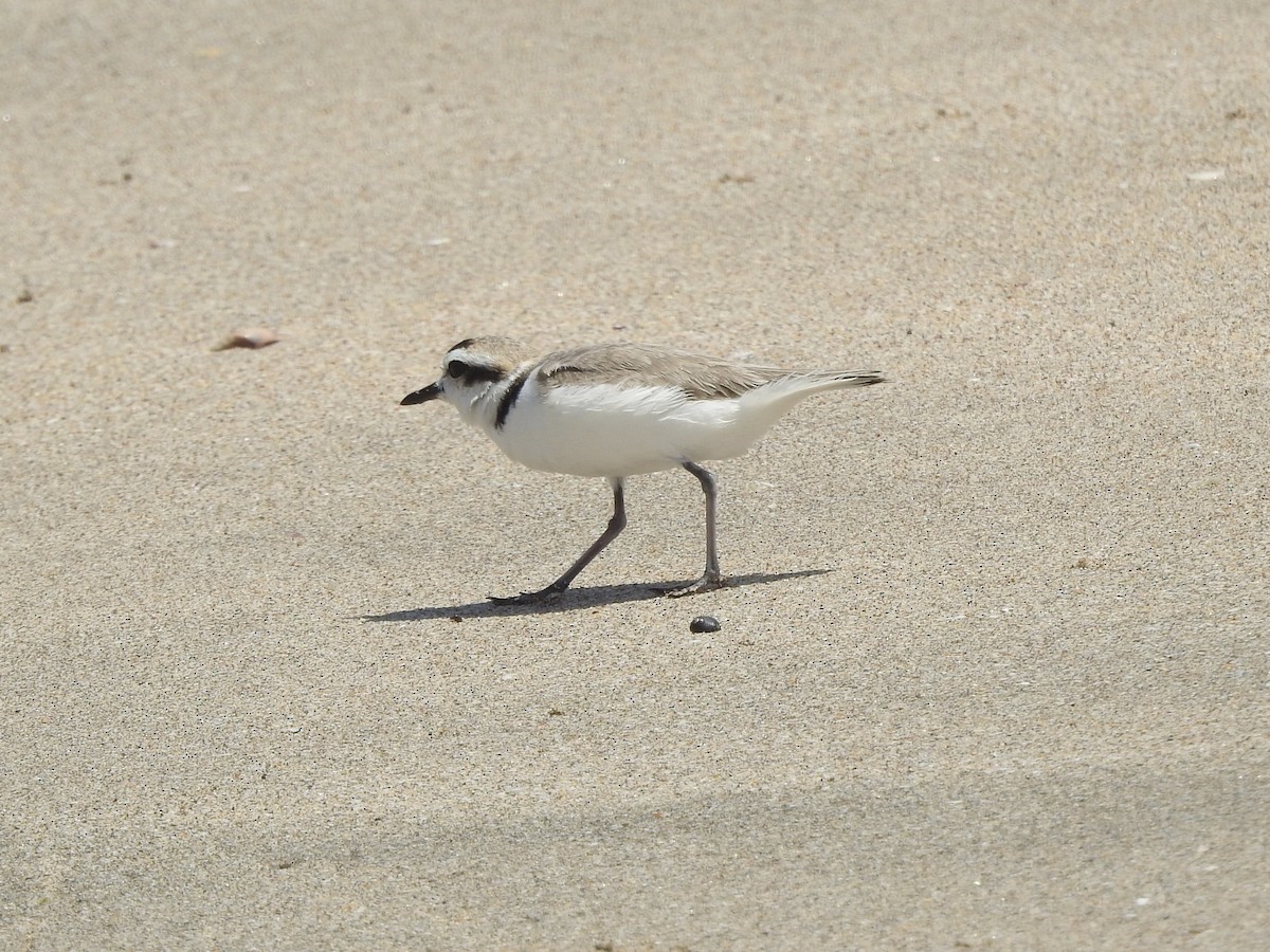 Snowy Plover - ML646248887