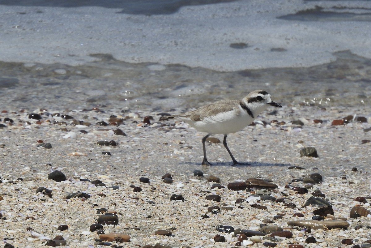 Snowy Plover - ML646248888