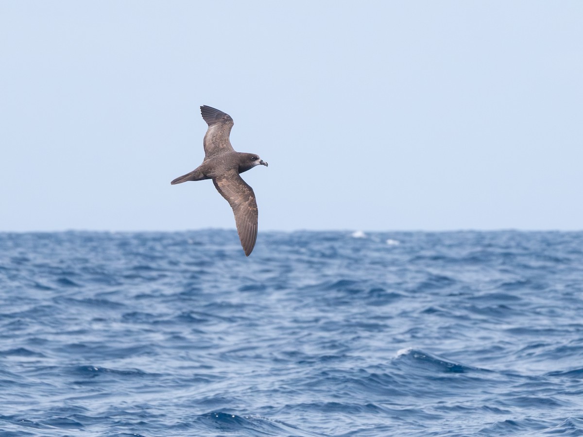 Gray-faced Petrel - ML646248889