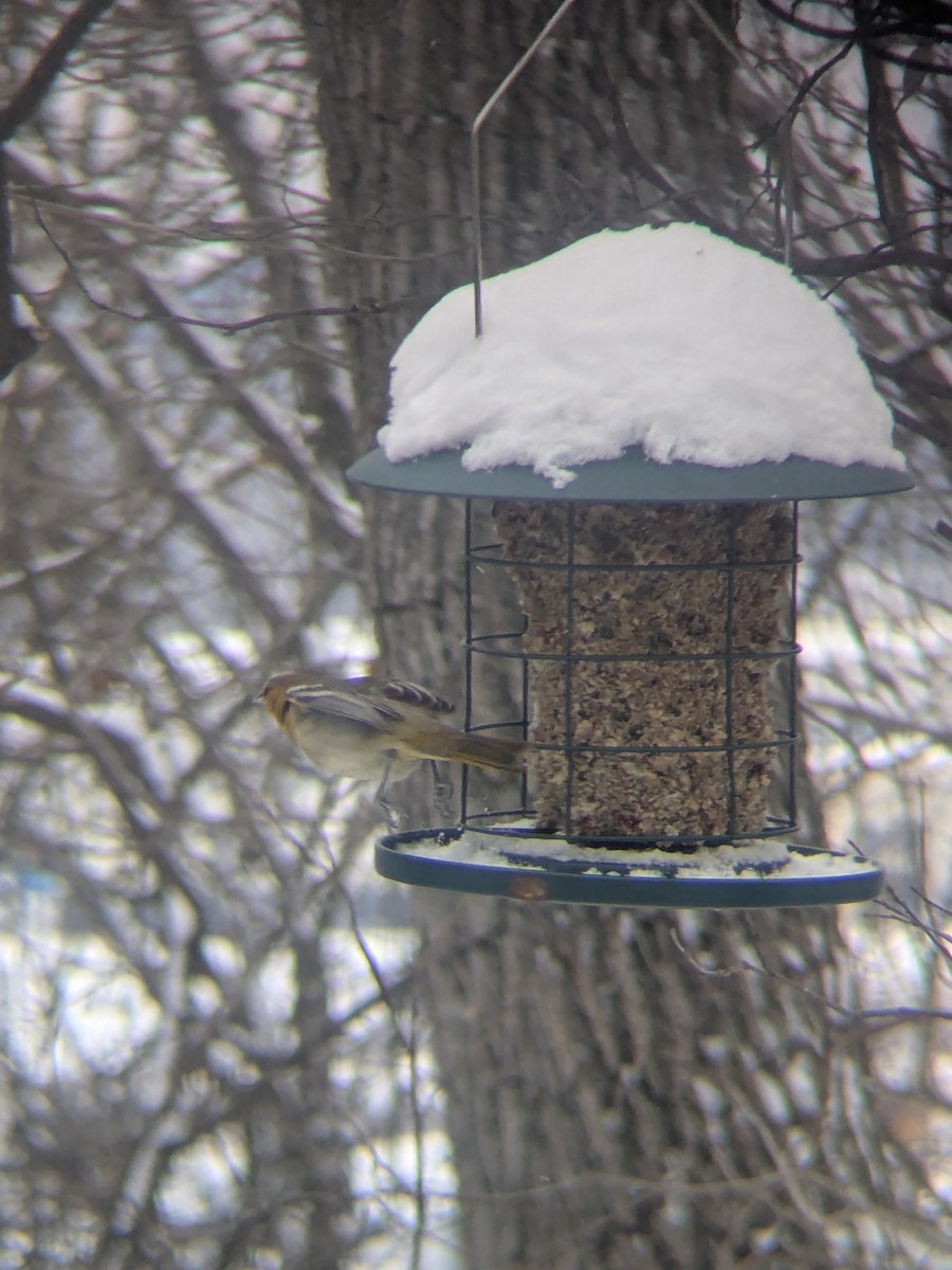 Bullock's Oriole - ML646248890