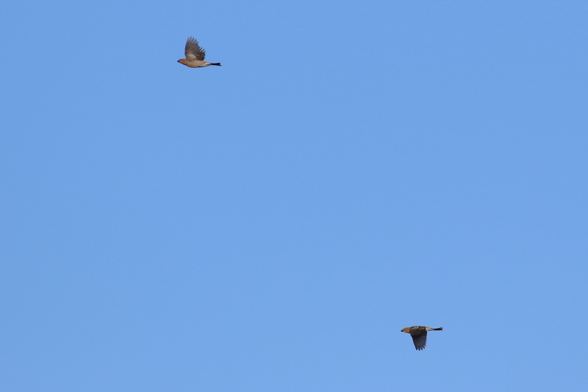 Pine Grosbeak - ML646248891