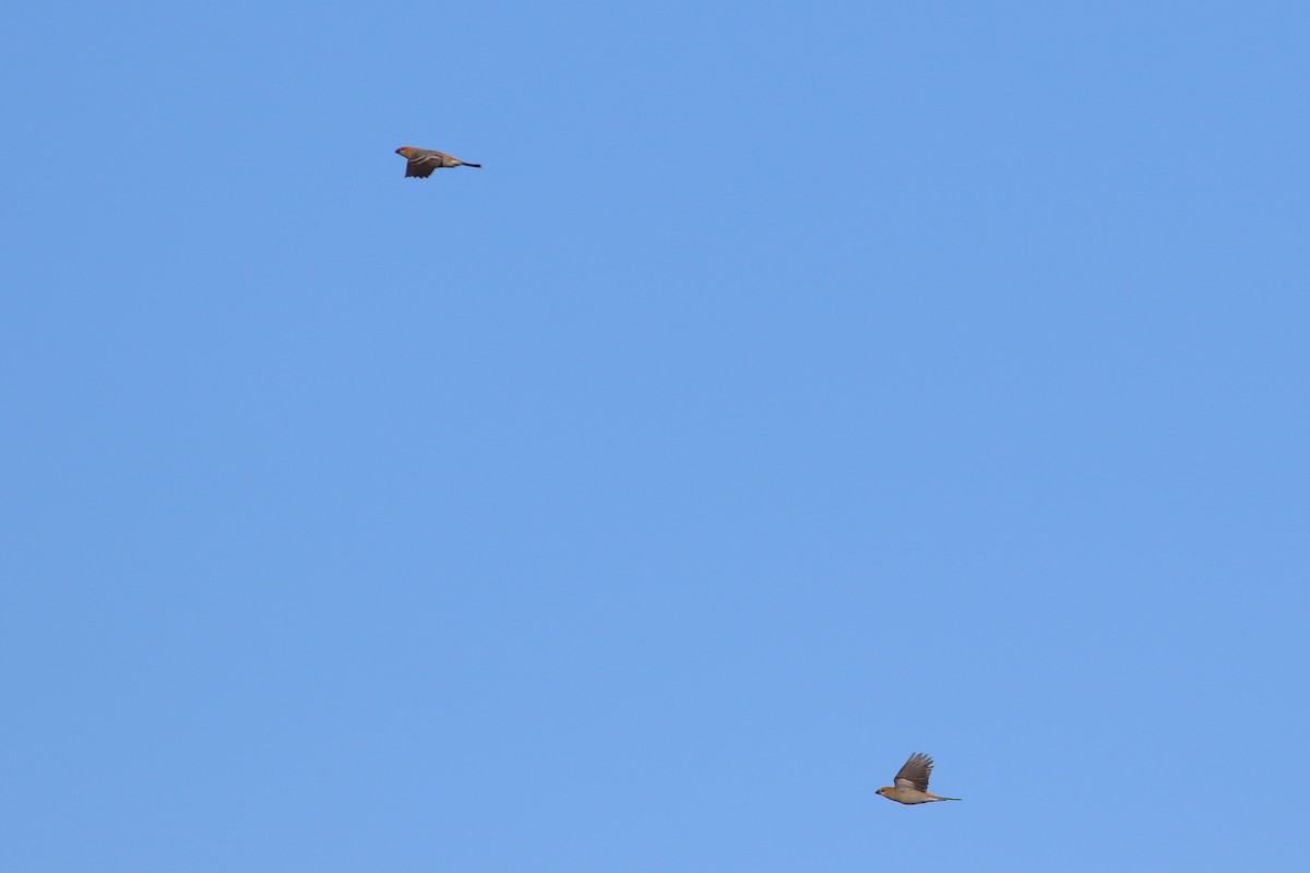 Pine Grosbeak - ML646248892