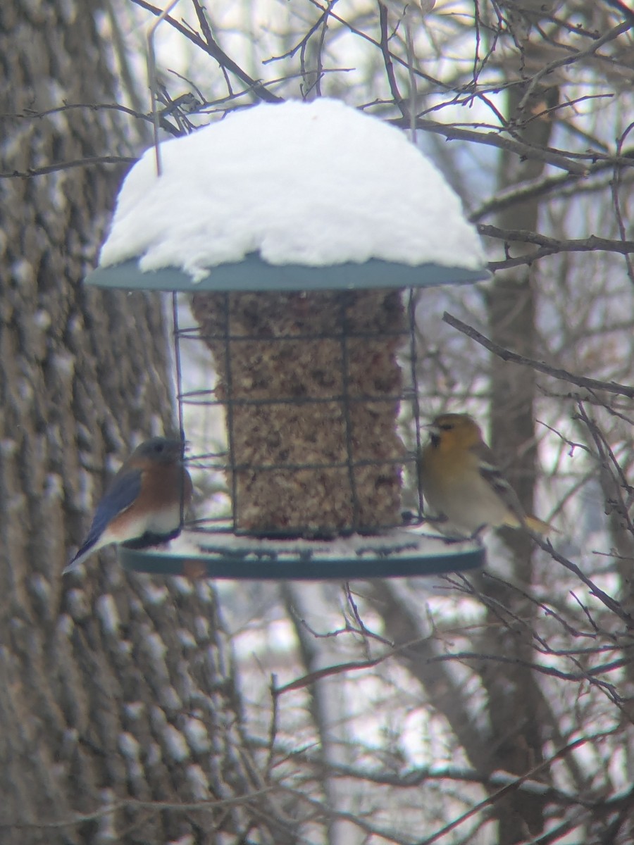 Bullock's Oriole - ML646248893