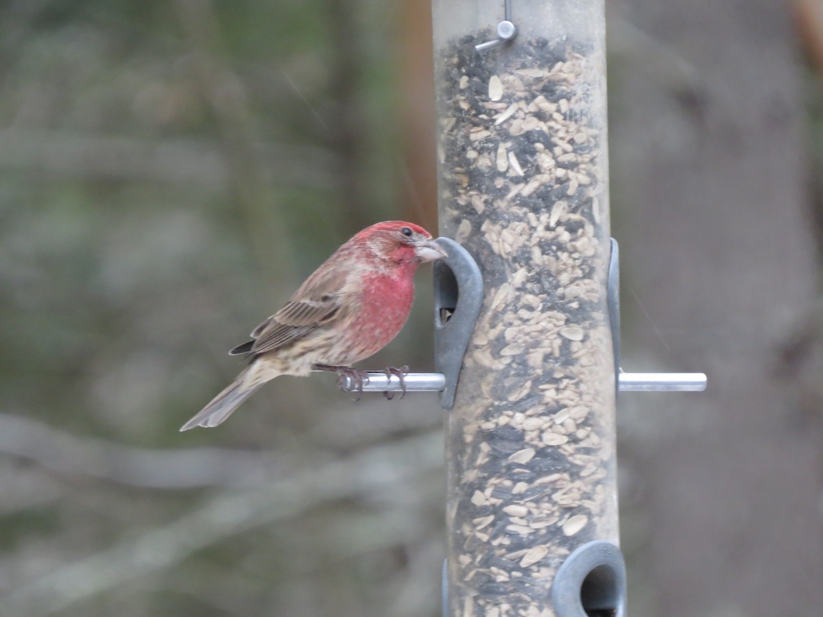House Finch - ML646248900