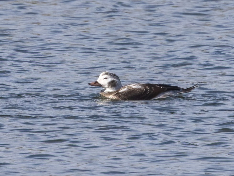 コオリガモ - ML646248904