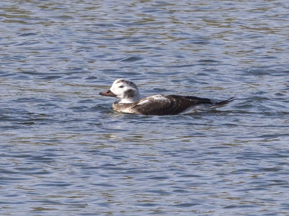 コオリガモ - ML646248905