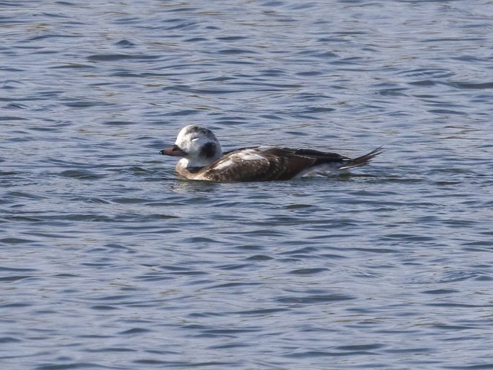 コオリガモ - ML646248906