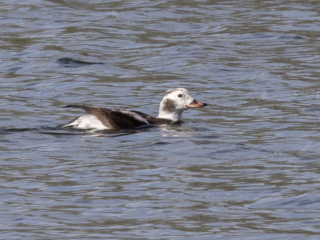 コオリガモ - ML646248907