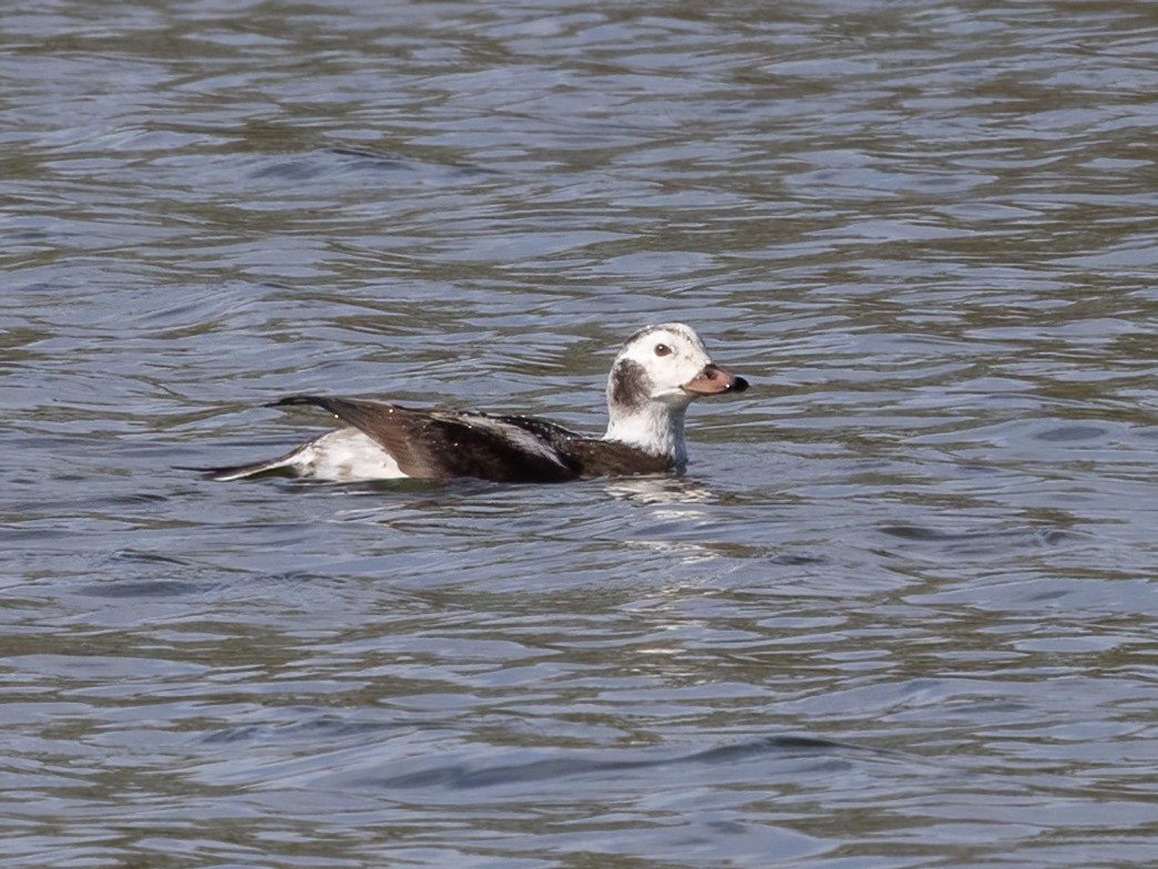 コオリガモ - ML646248908