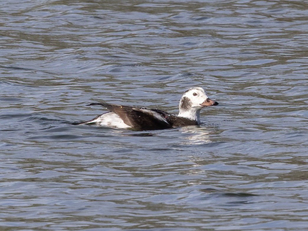 コオリガモ - ML646248909