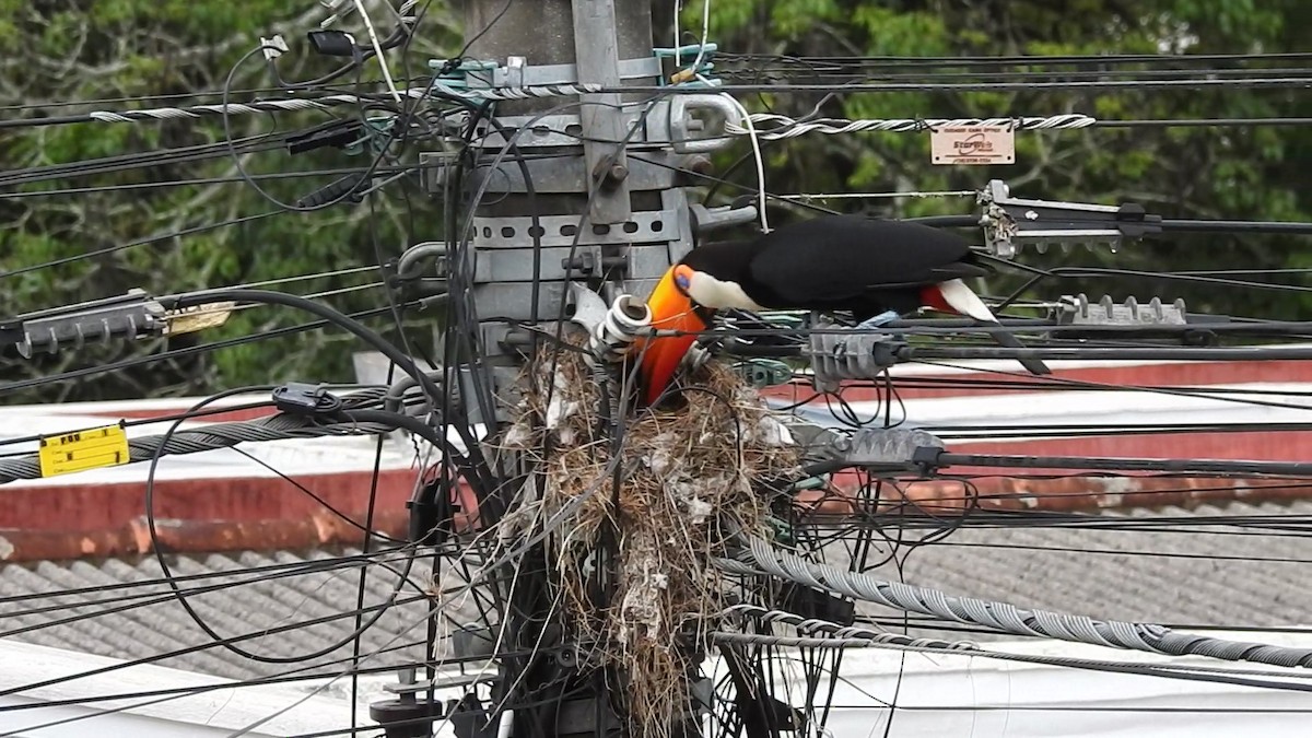 オニオオハシ - ML646248911