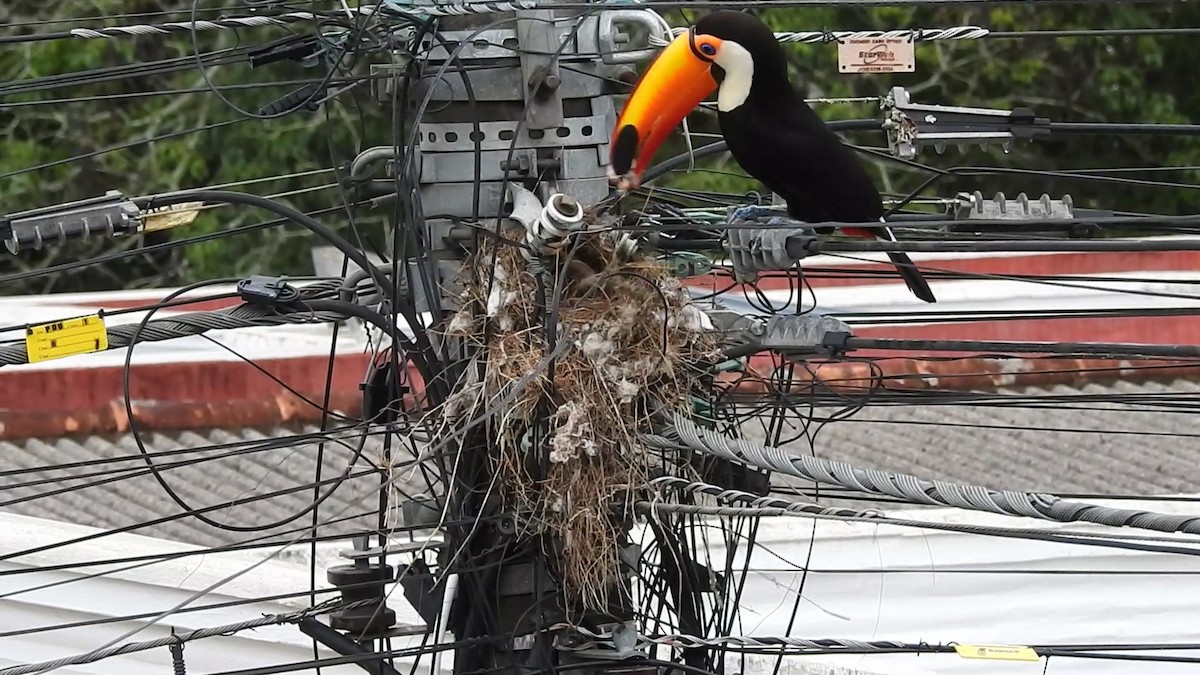 オニオオハシ - ML646248912