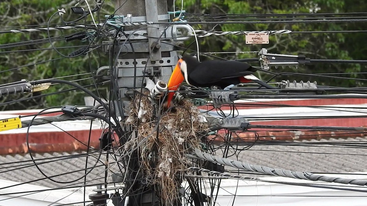 オニオオハシ - ML646248913