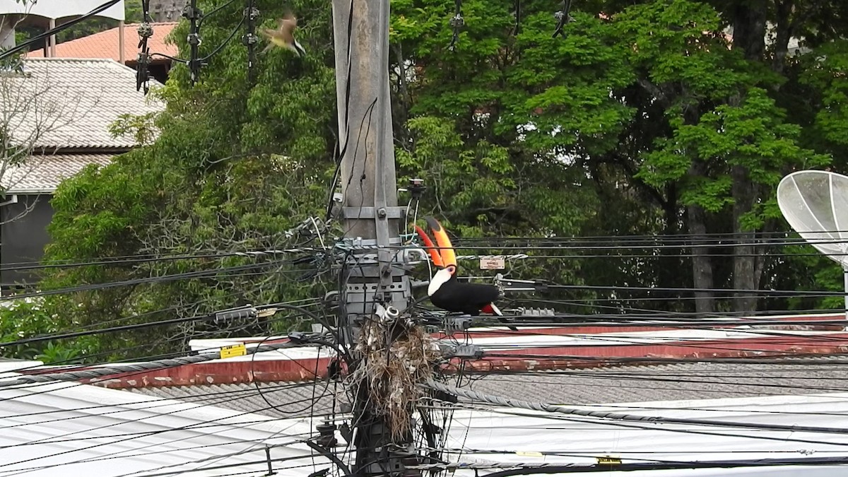 オニオオハシ - ML646248914