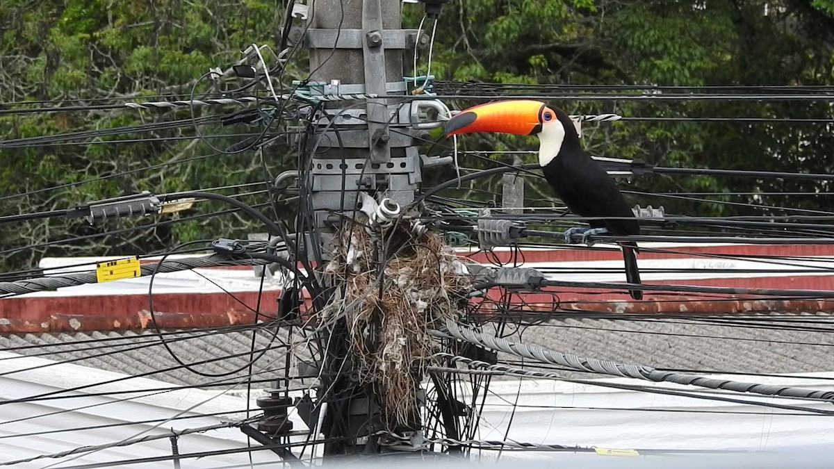 オニオオハシ - ML646248915