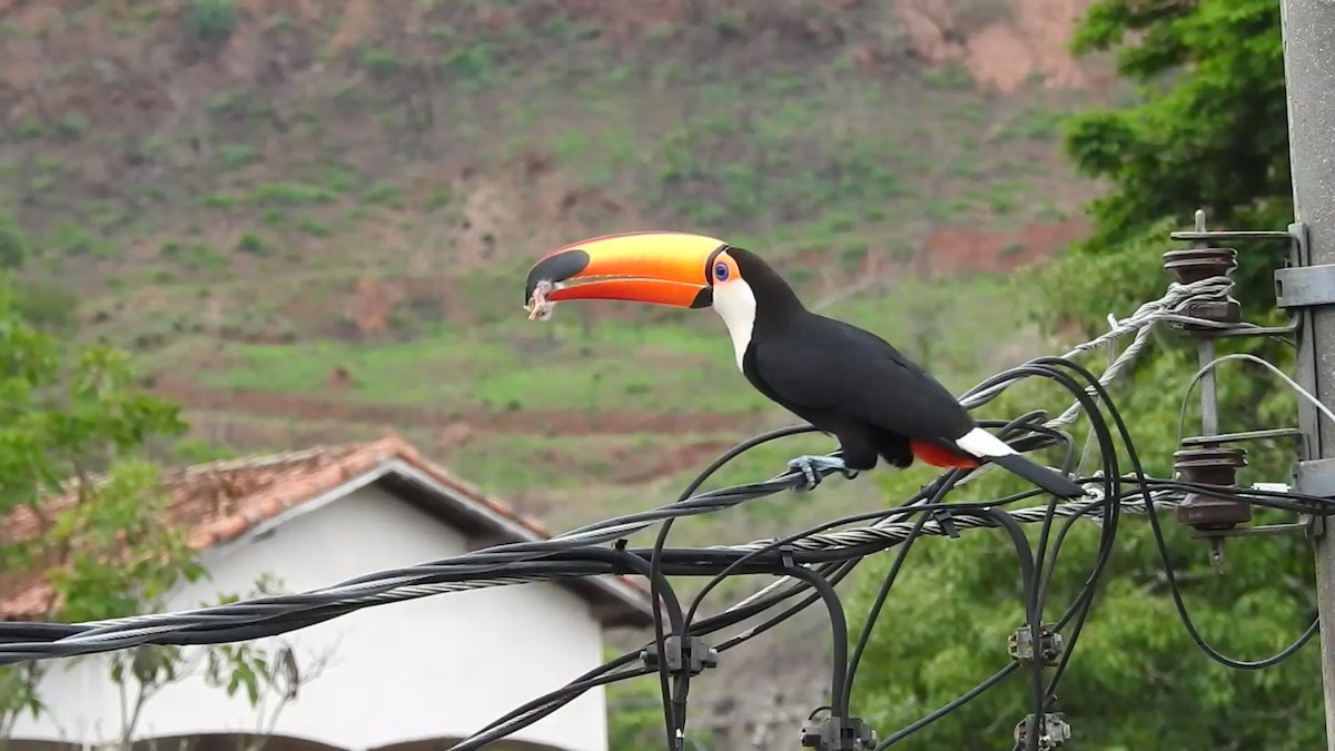 オニオオハシ - ML646248916