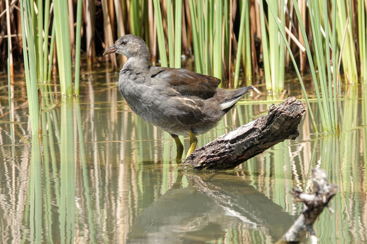 Eurasian Moorhen - ML646248920