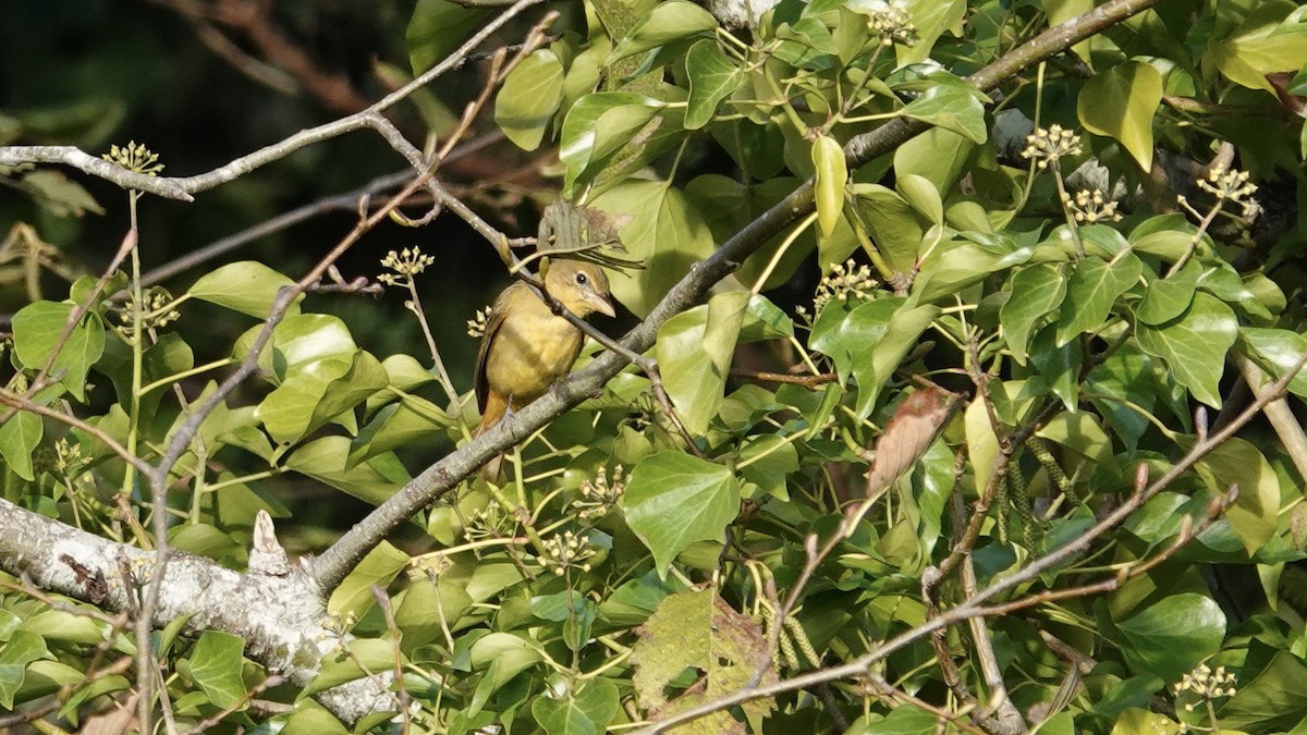 Summer Tanager - ML646248923