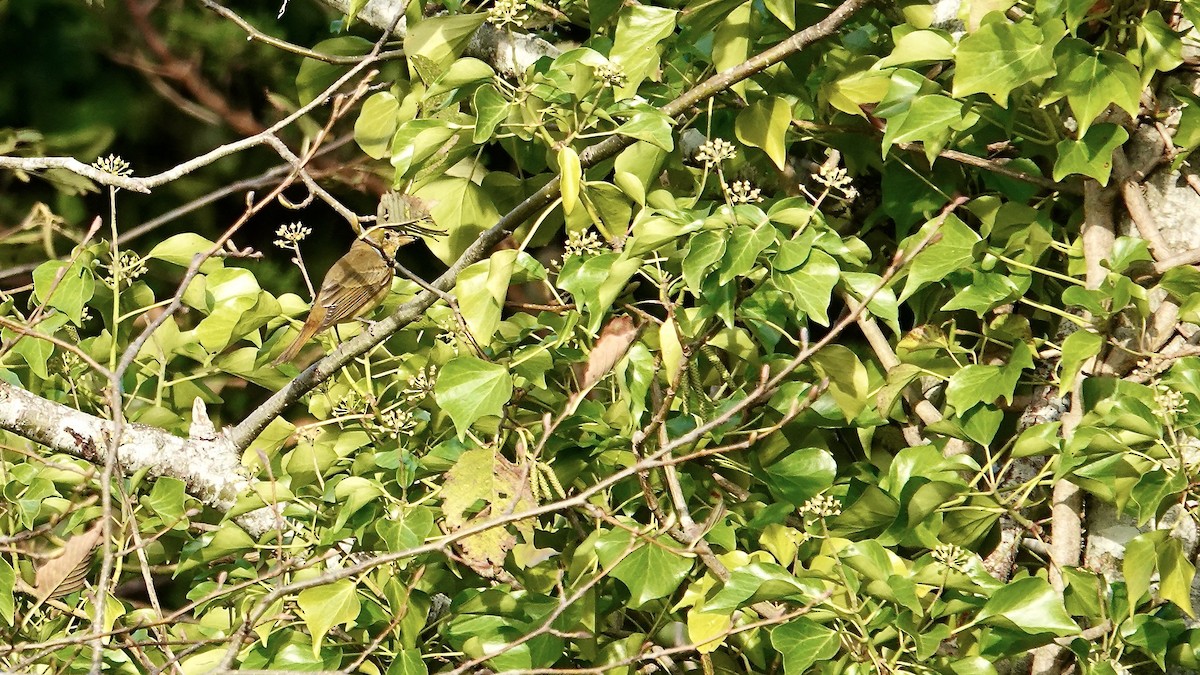 Summer Tanager - ML646248924