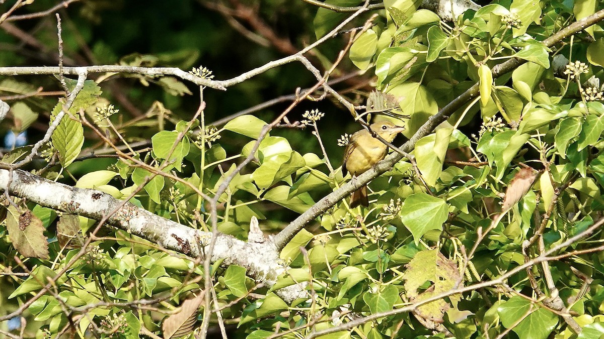 Summer Tanager - ML646248925