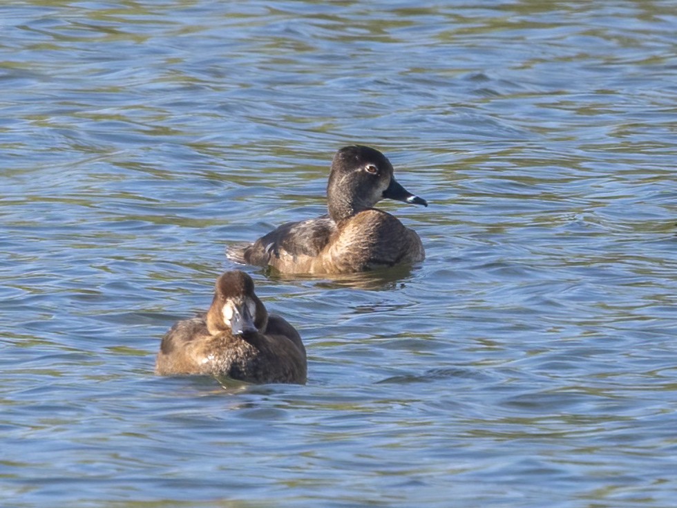 クビワキンクロ - ML646248926