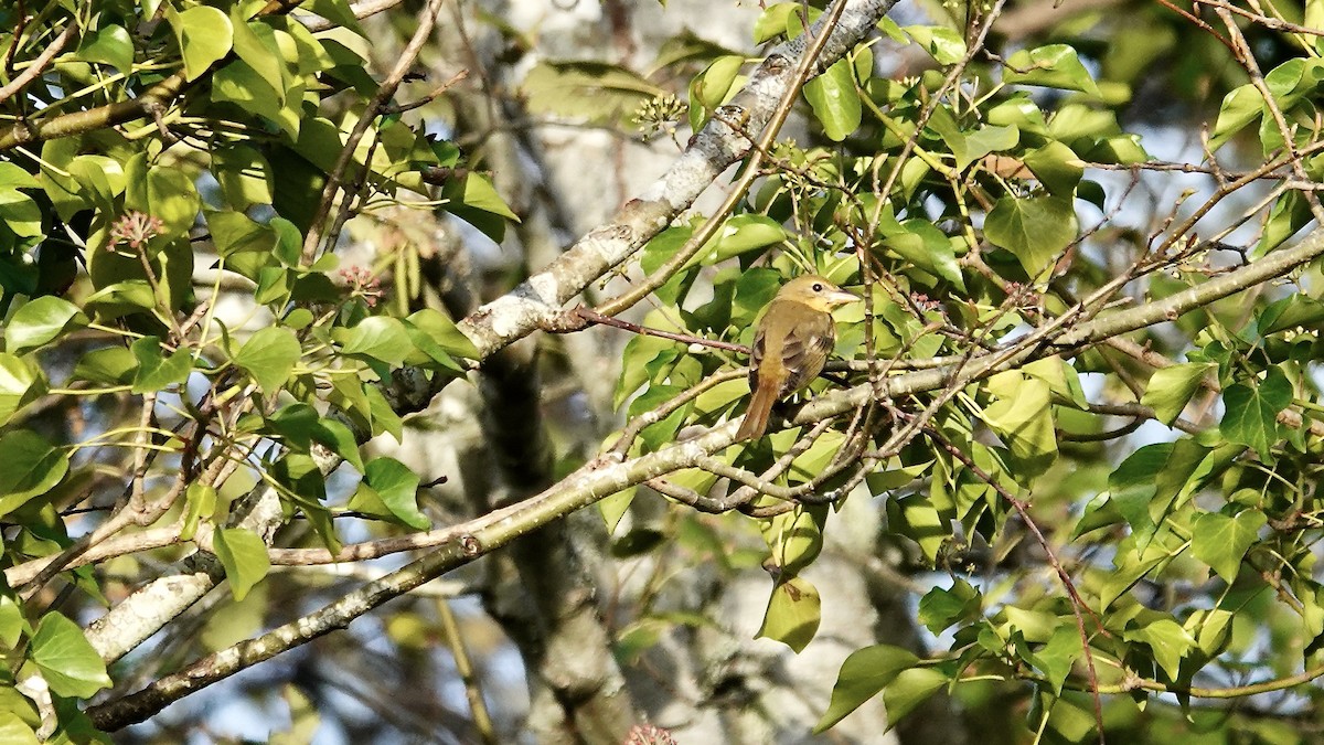 Summer Tanager - ML646248927