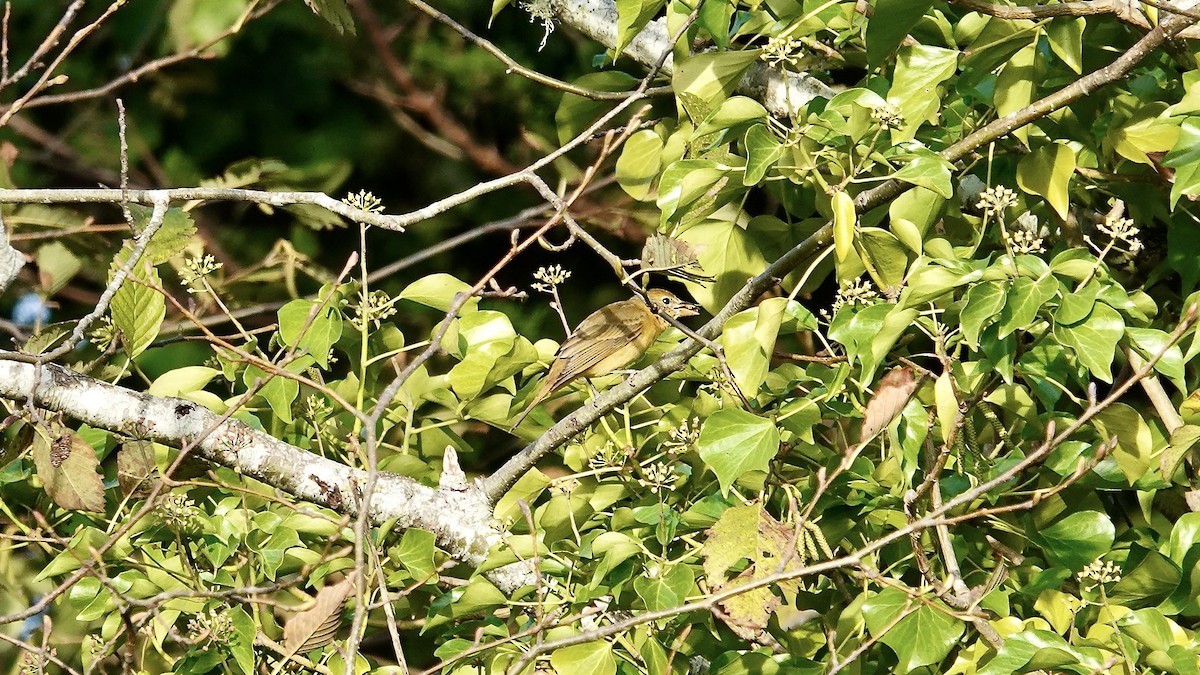 Summer Tanager - ML646248928