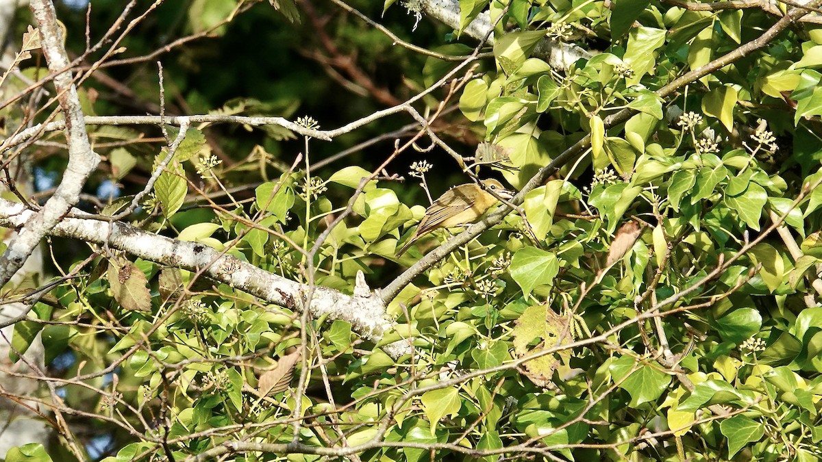 Summer Tanager - ML646248929