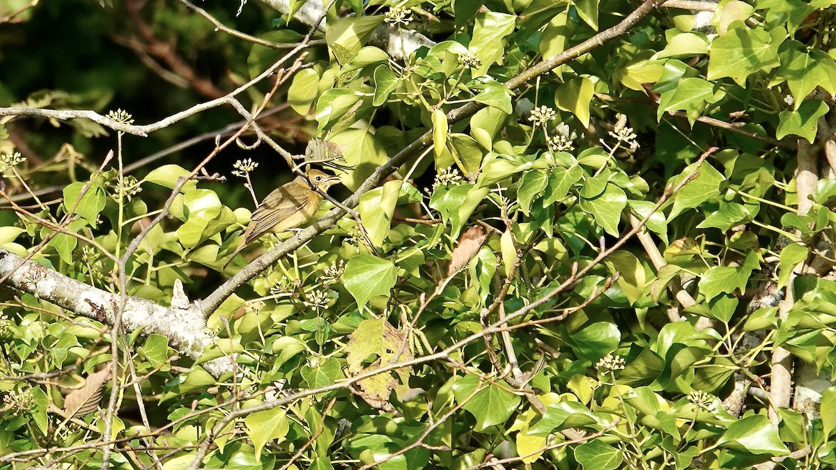 Summer Tanager - ML646248930