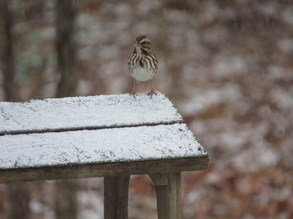 Song Sparrow - ML646248932