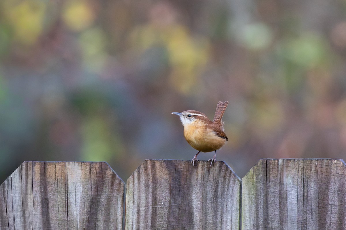 Carolina Wren - ML646248934