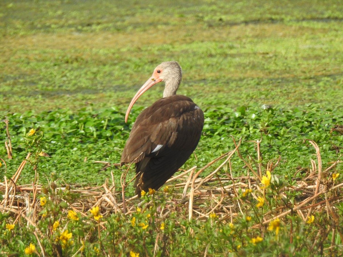 White Ibis - ML646248935