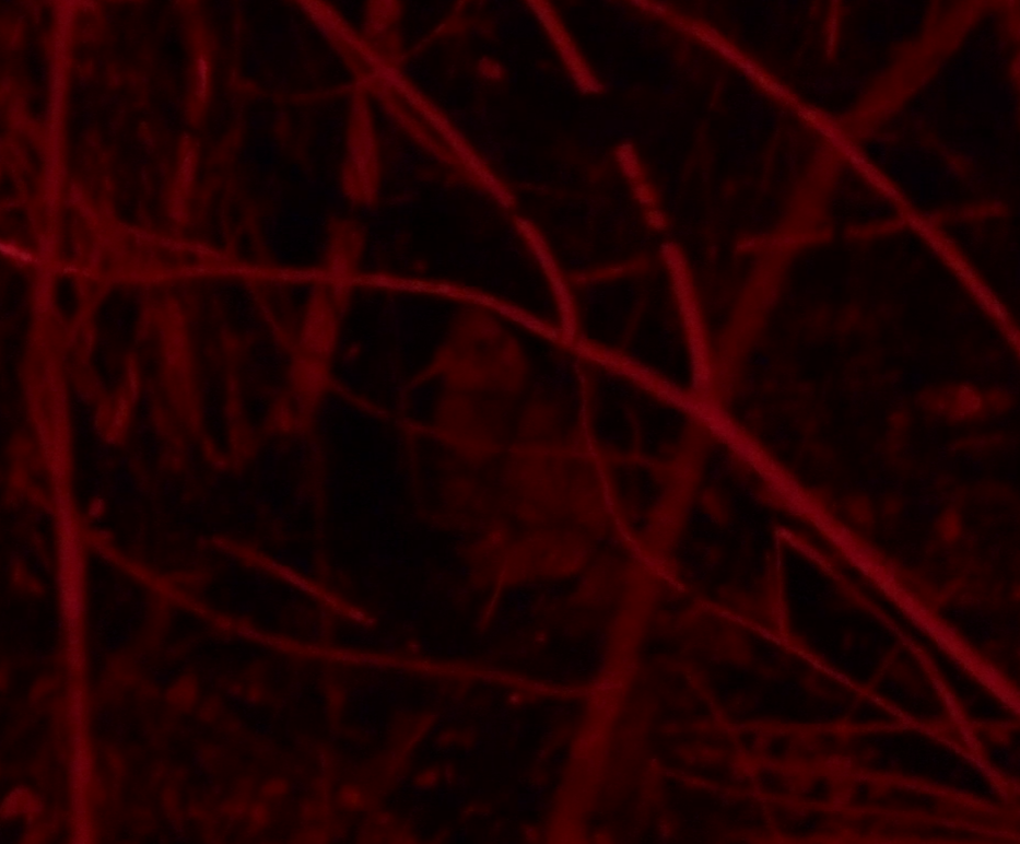 Little Spotted Kiwi - ML646248937