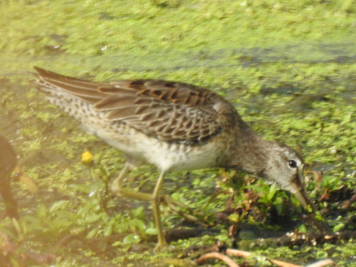 Хараалжин цууцил - ML646248940