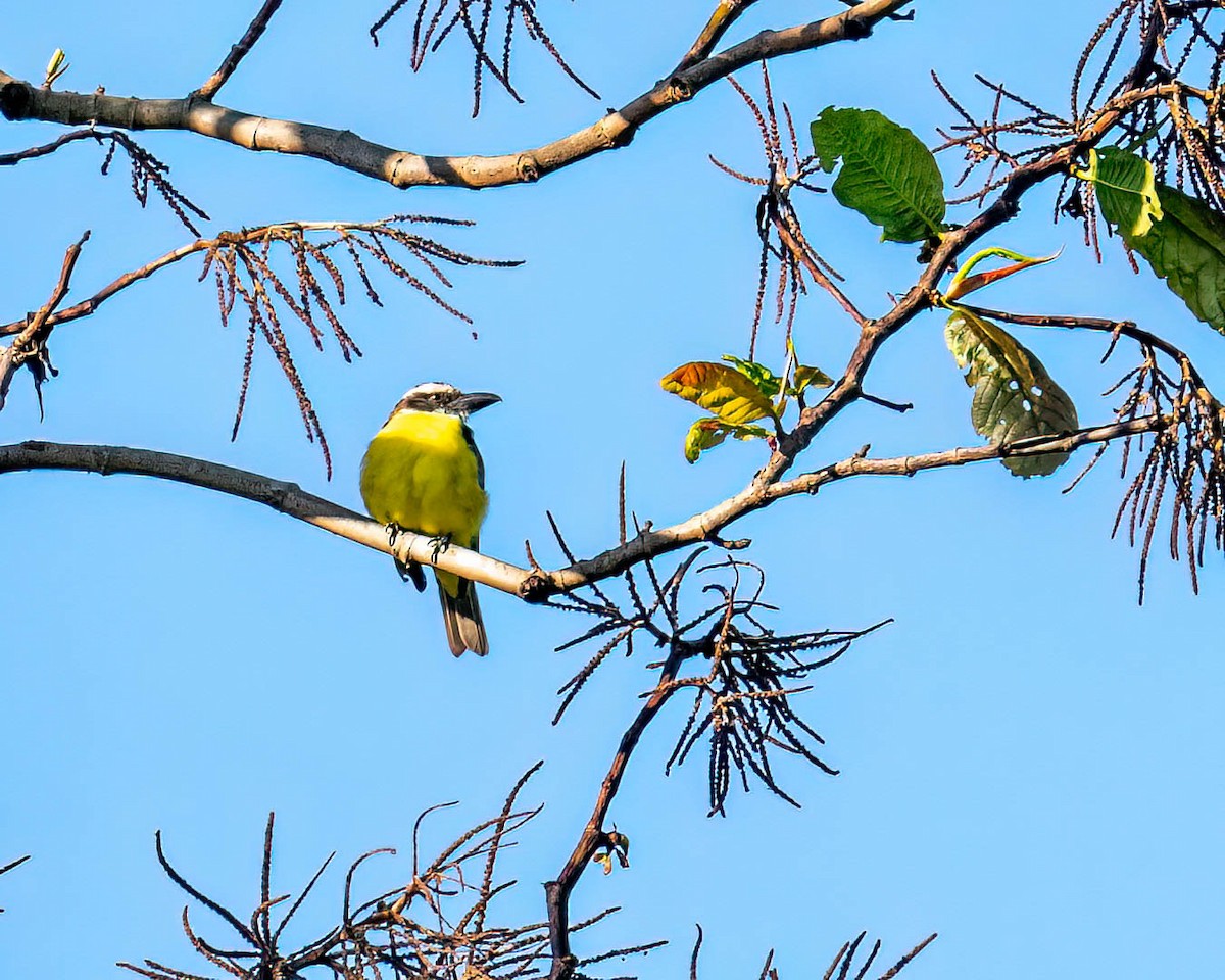 オオハシタイランチョウ - ML646248941