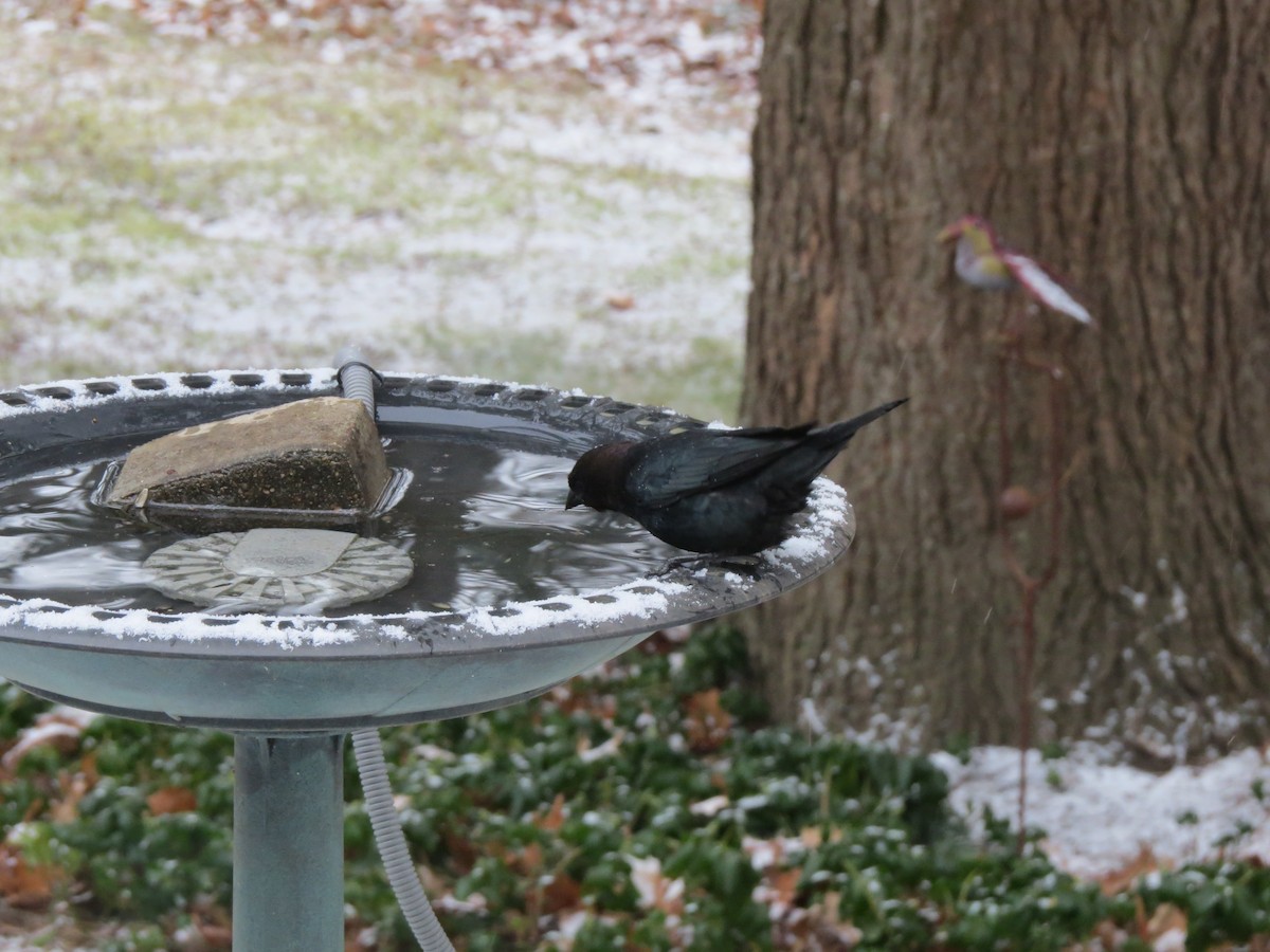 Braunkopf-Kuhstärling - ML646248943