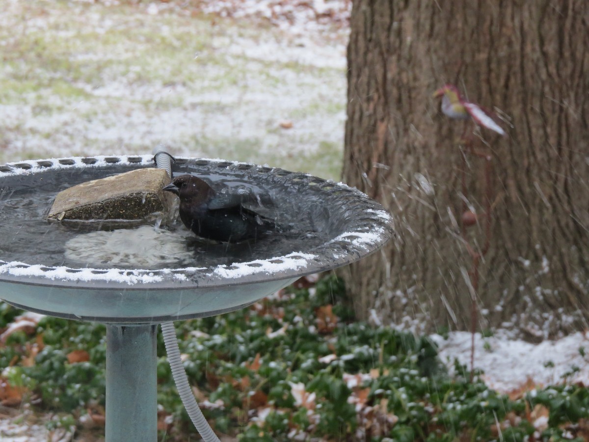 Braunkopf-Kuhstärling - ML646248944