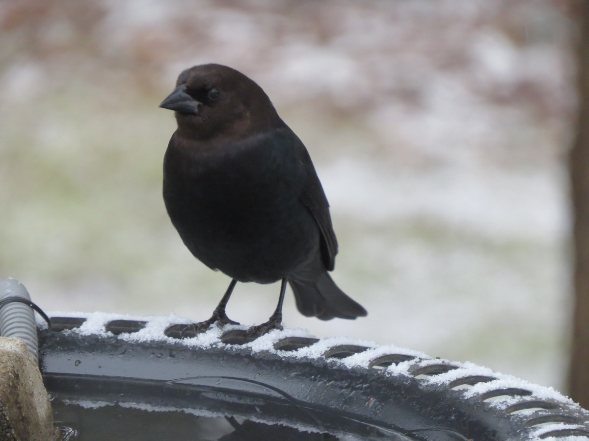 Braunkopf-Kuhstärling - ML646248945