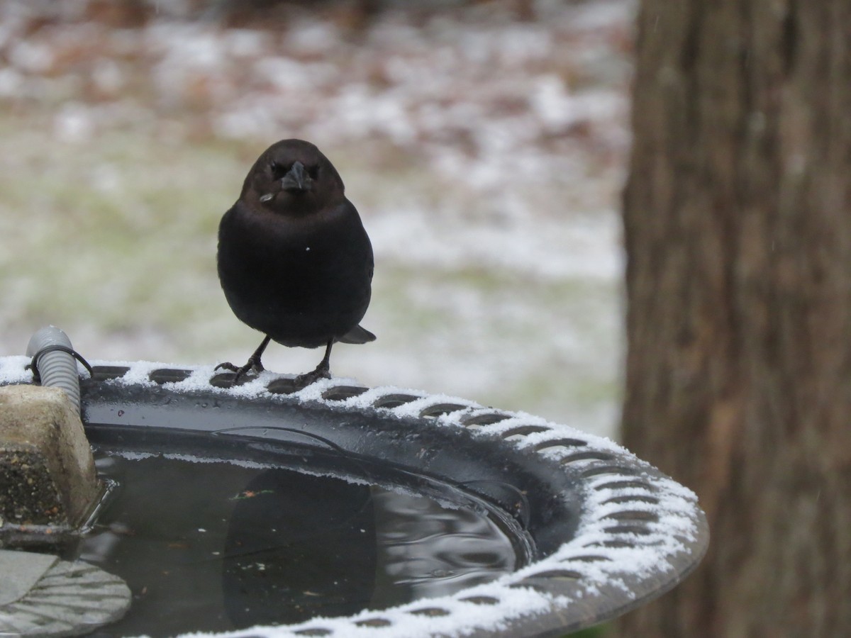 Braunkopf-Kuhstärling - ML646248946