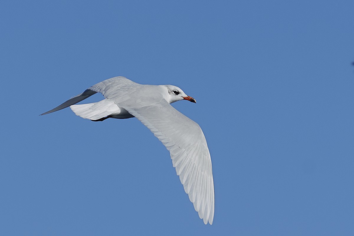 Mediterranean Gull - ML646248951