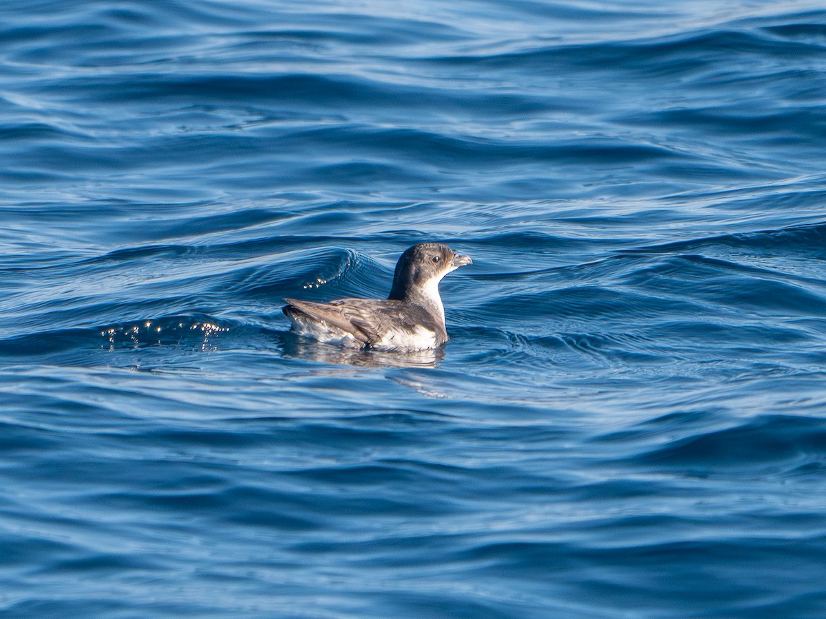 Common Diving-Petrel - ML646248952