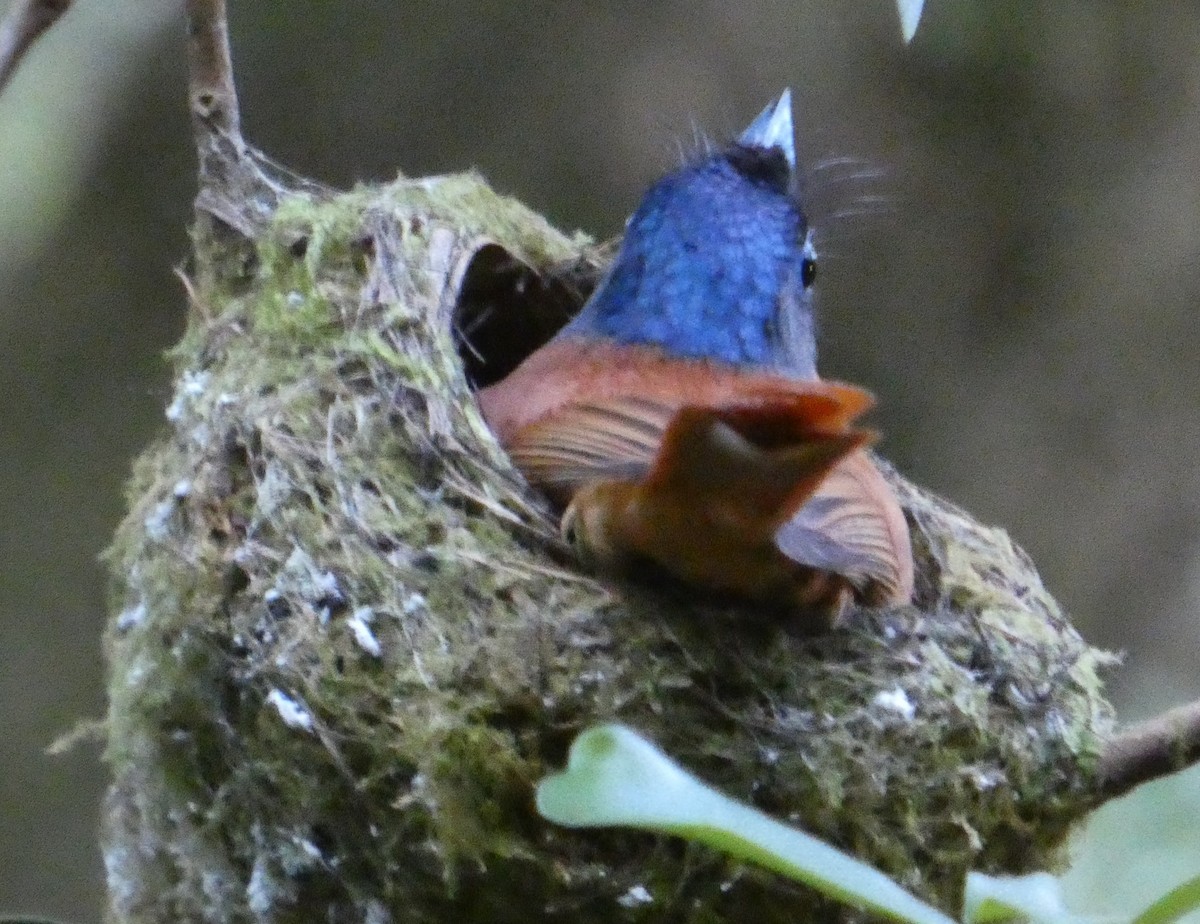 Монарх-довгохвіст мадагаскарський - ML646248957